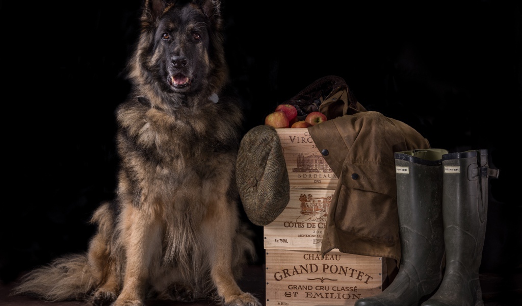 Немецкая овчарка на черном фоне охраняет вещи и ящики с яблоками
