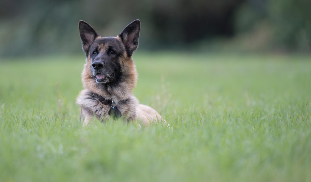 Немецкая овчарка отдыхает в зеленой траве
