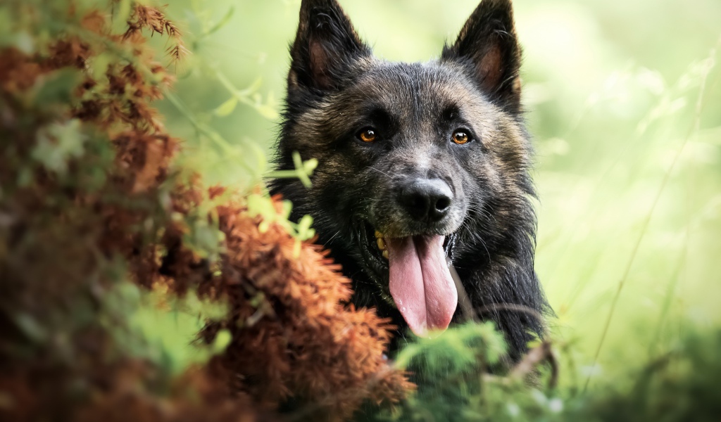 Немецкая овчарка в высунутым языком в траве 