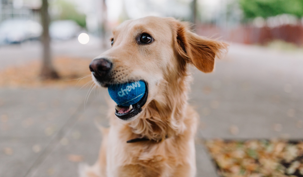 Золотистый ретривер с мячом в пасти 