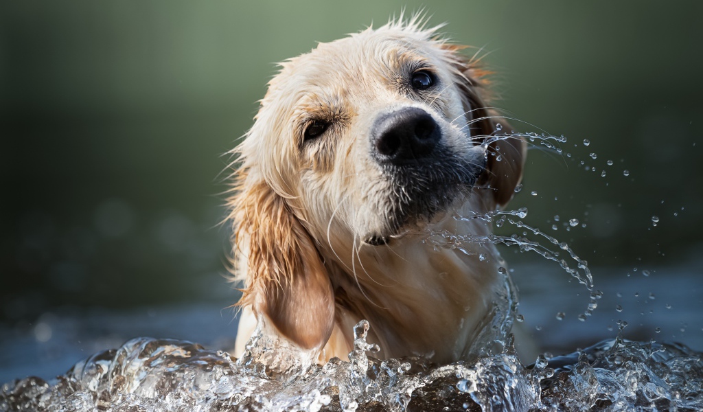 Золотистый ретривер купается в воде 