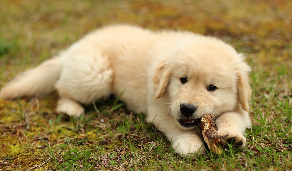 Щенок золотистого ретривера грызет палку на траве