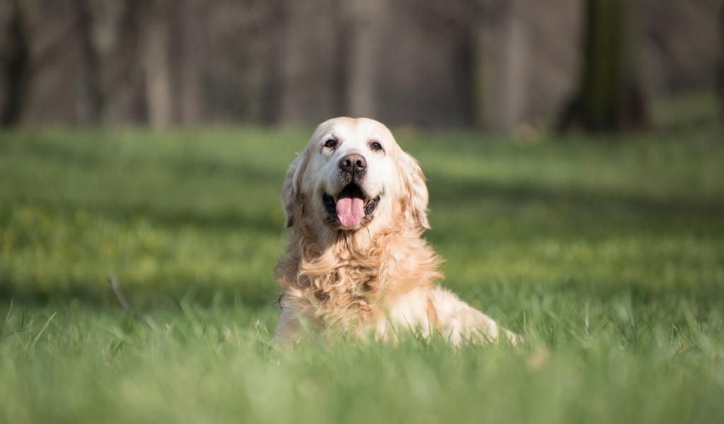 Золотистый ретривер с высунутым языком в зеленой траве