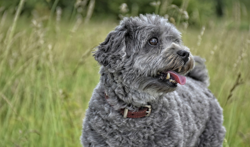 Серый маленький пудель с высунутым языком в траве