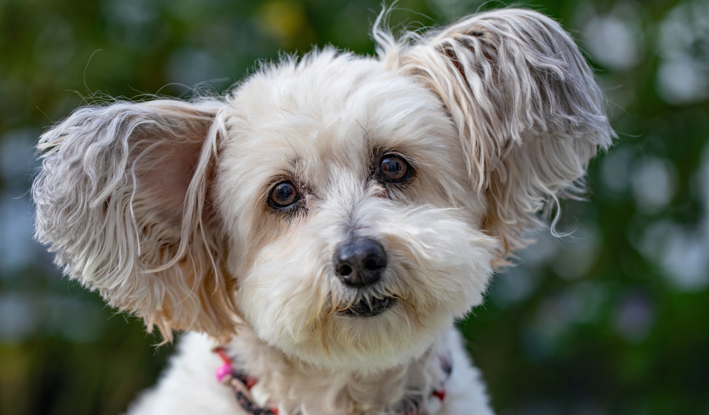 Спешная породистая собака с мохнатыми ушами