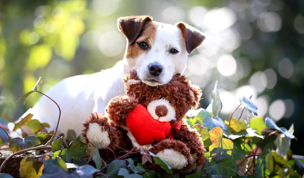 Джек Рассел Терьер с мягкой игрушкой медвежонком