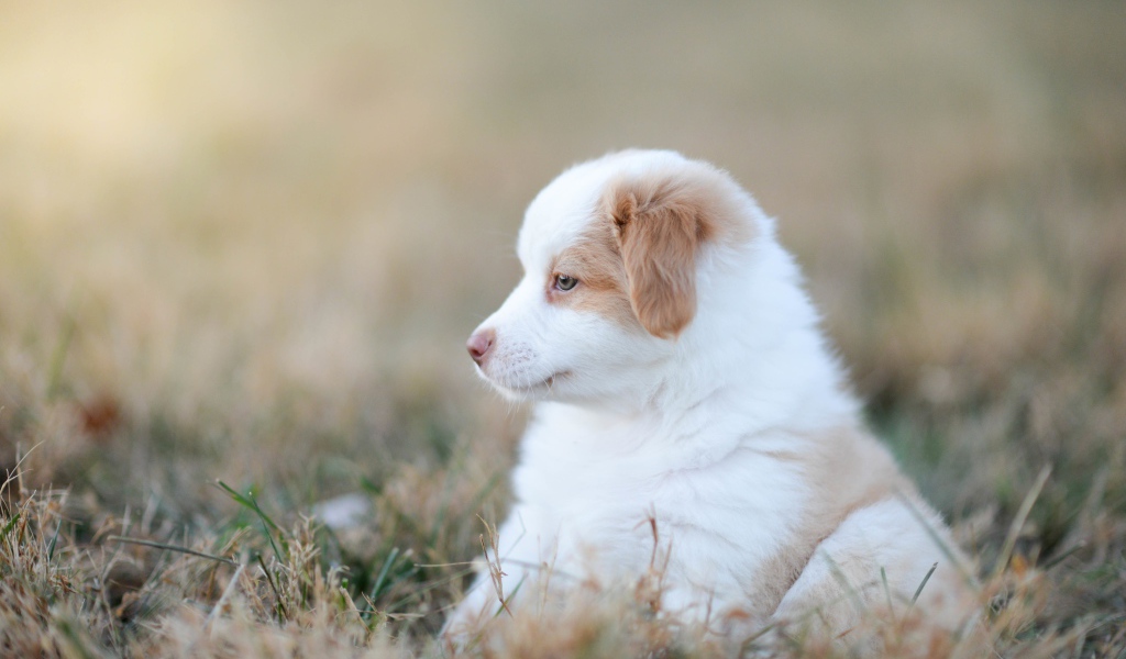 Маленький щенок австралийской овчарки сидит на траве