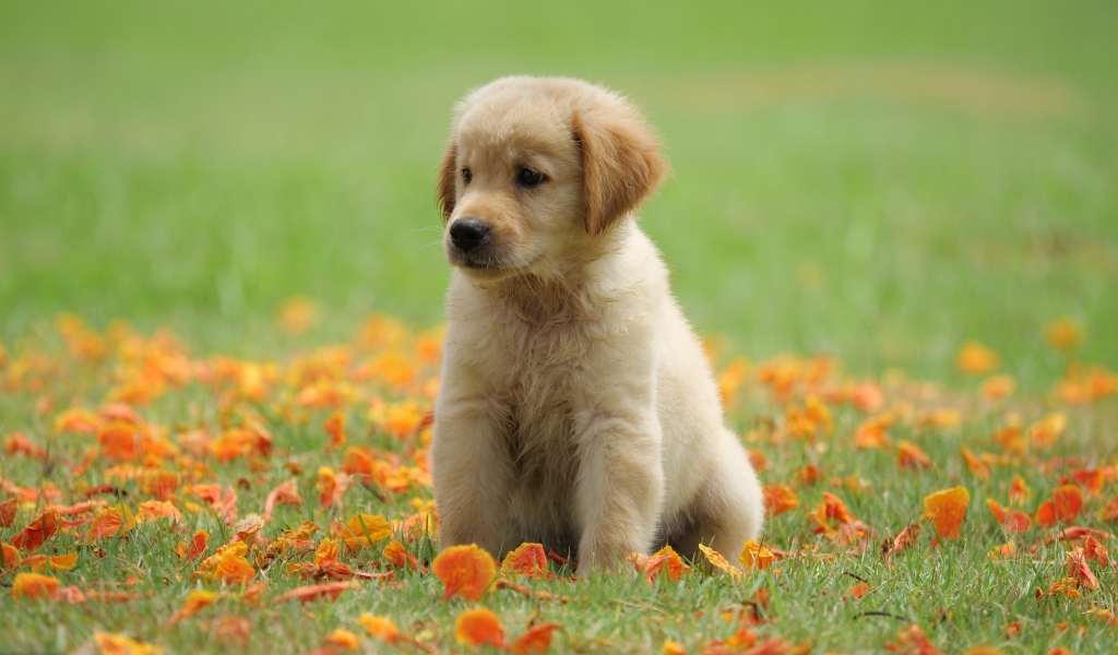 Маленький щенок золотистого ретривера сидит на зеленой траве с желтыми листьями