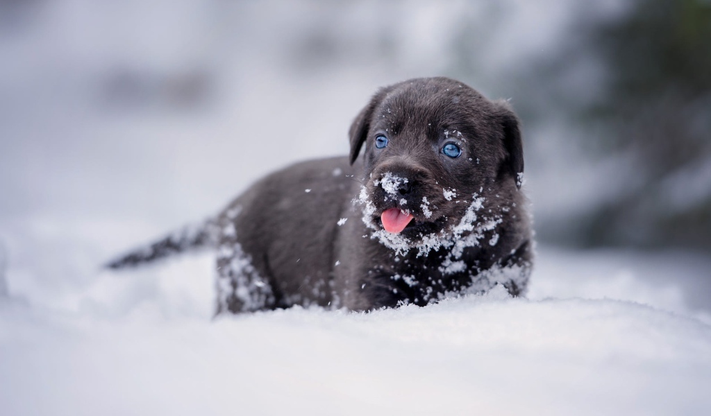 Маленький щенок лабрадора в снегу
