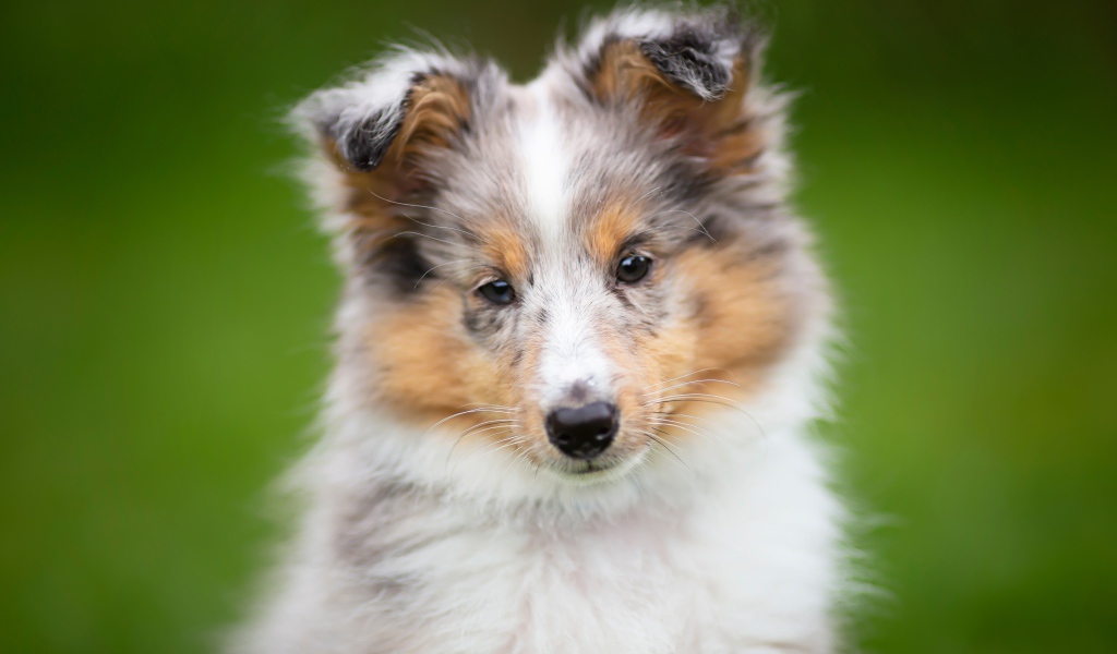 Маленький щенок шелти  на зеленом фоне