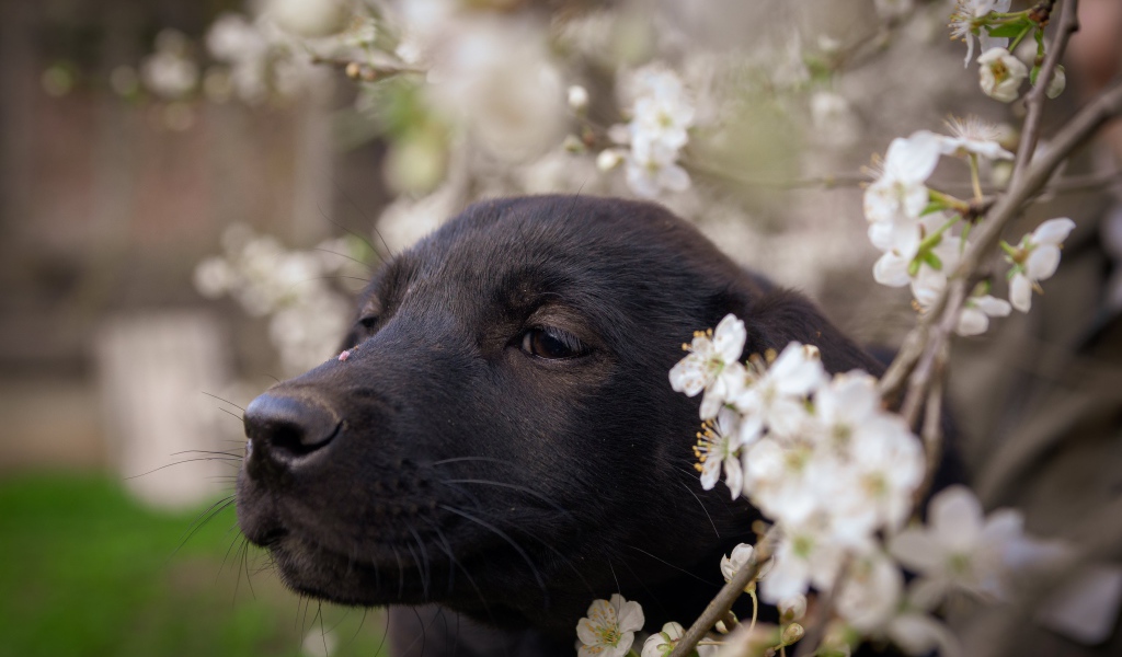 Little black puppy sitting by a blossoming cherry branch