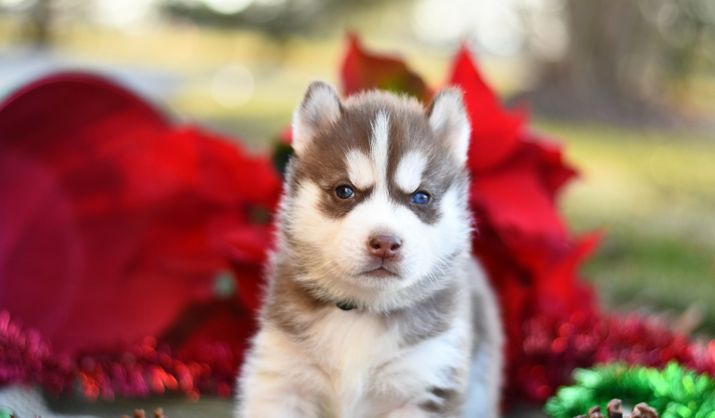 Маленький голубоглазый щенок хаски 