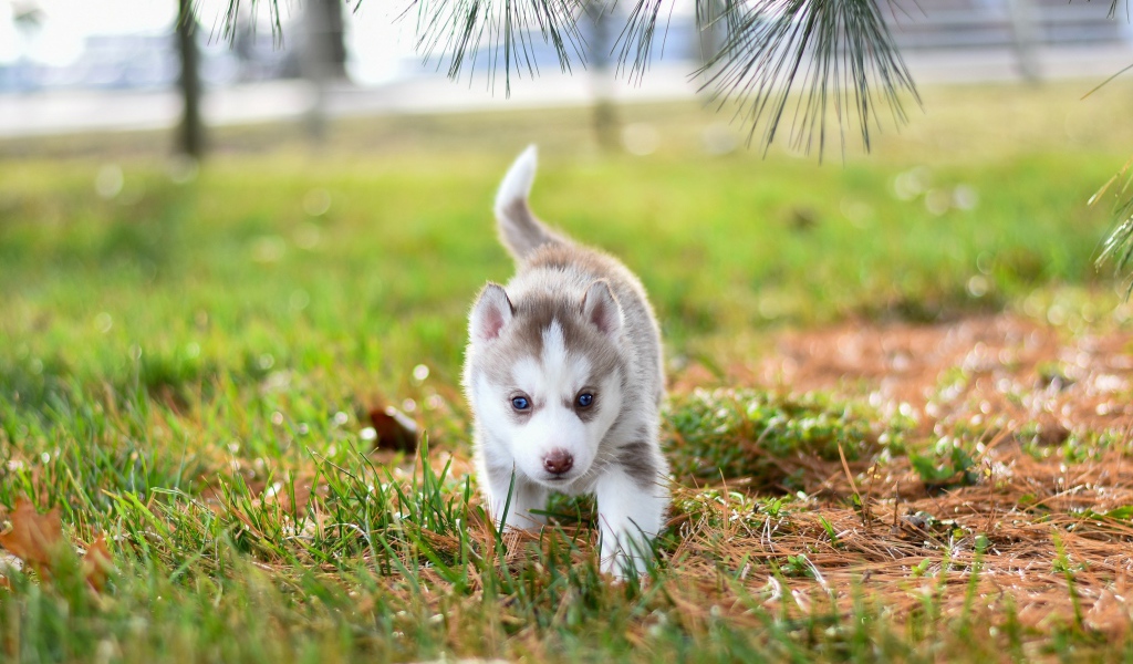 Маленький голубоглазый щенок хаски гуляет по зеленой траве