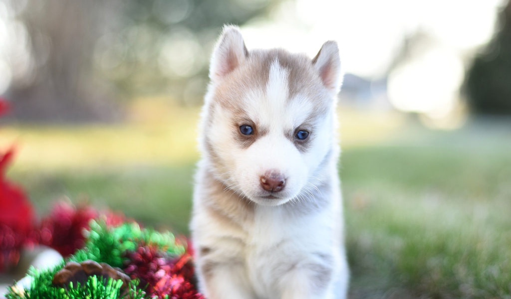 Little brown husky puppy with tinsel on the grass