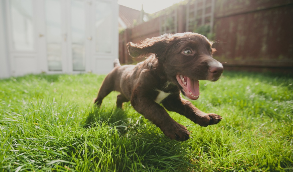 Маленький веселый щенок бежит по траве 