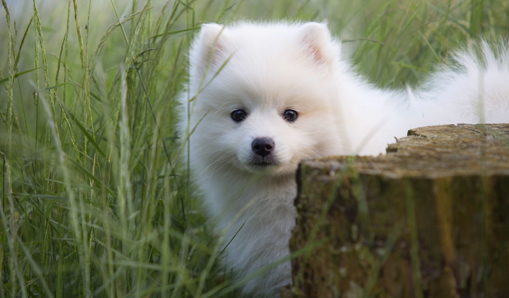 Маленький пушистый белый щенок шпица в зеленой траве