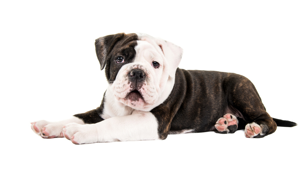 Маленький забавный щенок бульдога на белом фоне