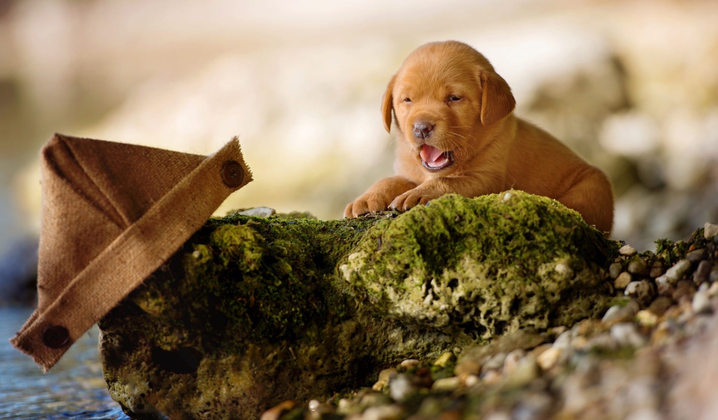 Маленький забавный щенок лабрадора на камне
