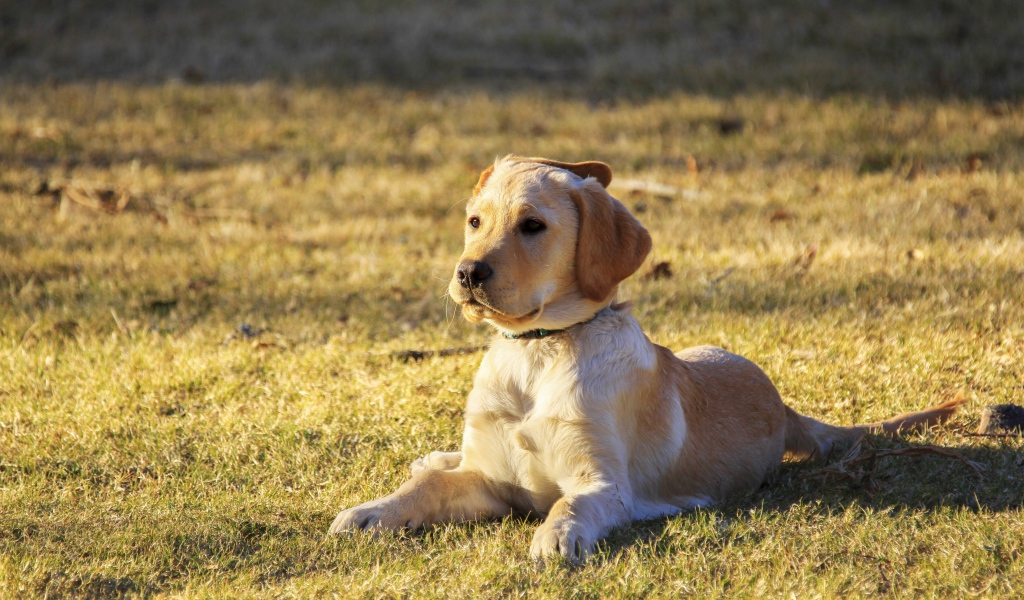 Маленький щенок золотистого ретривера лежит на траве