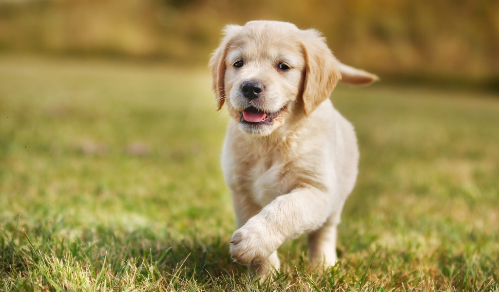 Маленький щенок золотистого ретривера бежит по зеленой траве