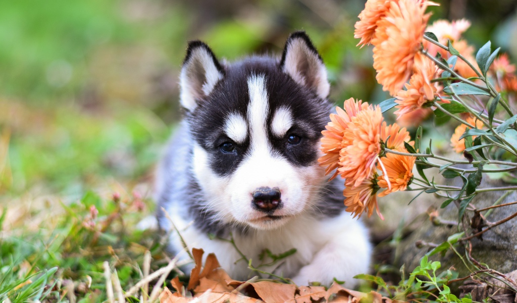 Маленький щенок хаски с цветами хризантемы 