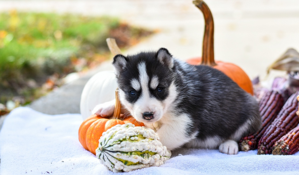 Маленький щенок хаски с тыквой и кукурузой 