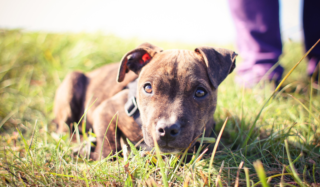 Маленький щенок питбуля лежит на траве