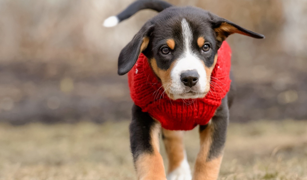 Маленький щенок в красном свитере 
