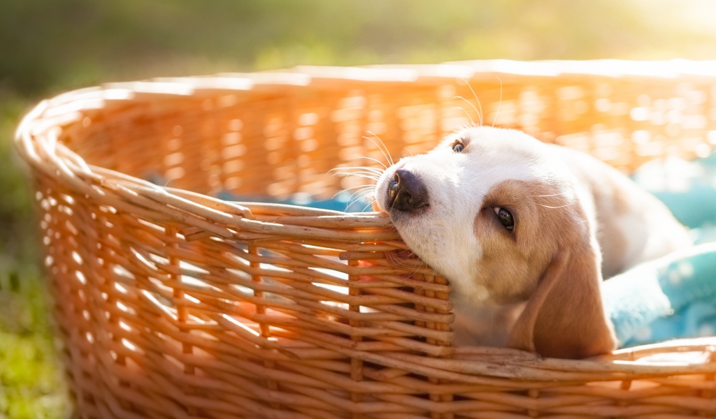 Little puppy nibbles a wicker basket