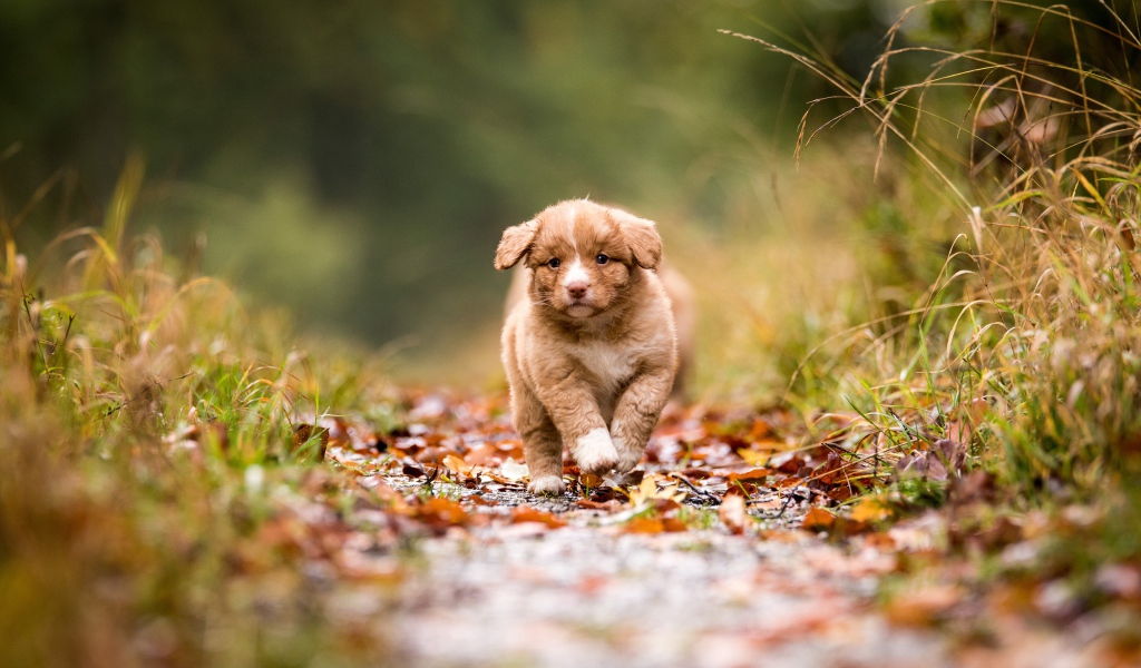 Маленький щенок бежит по дорожке  