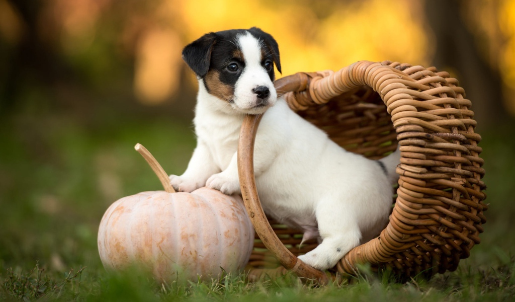 Маленький щенок сидит в корзине на зеленой траве с тыквой