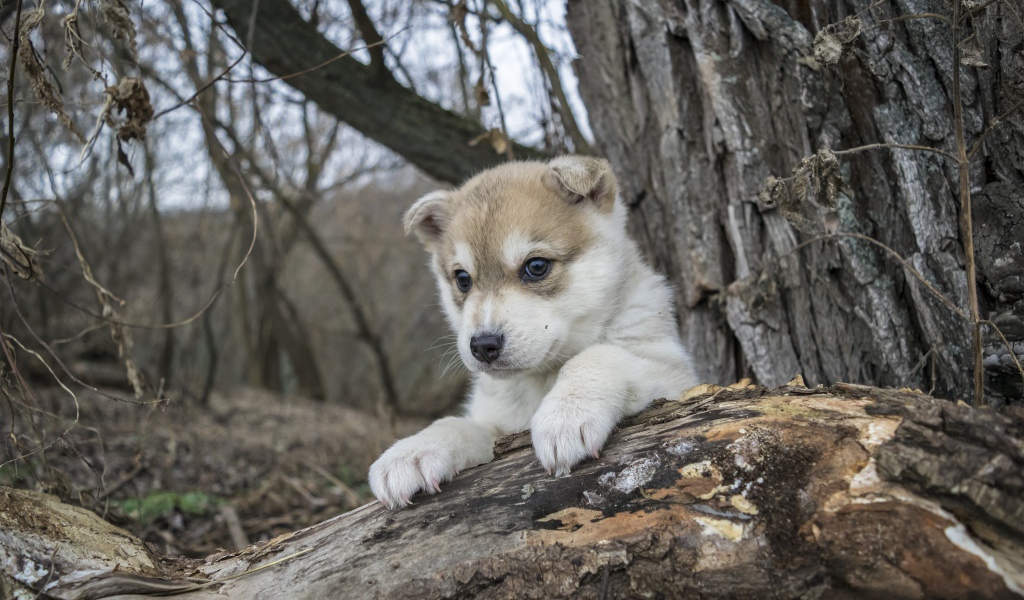 Маленький щенок сидит на сухом дереве в лесу