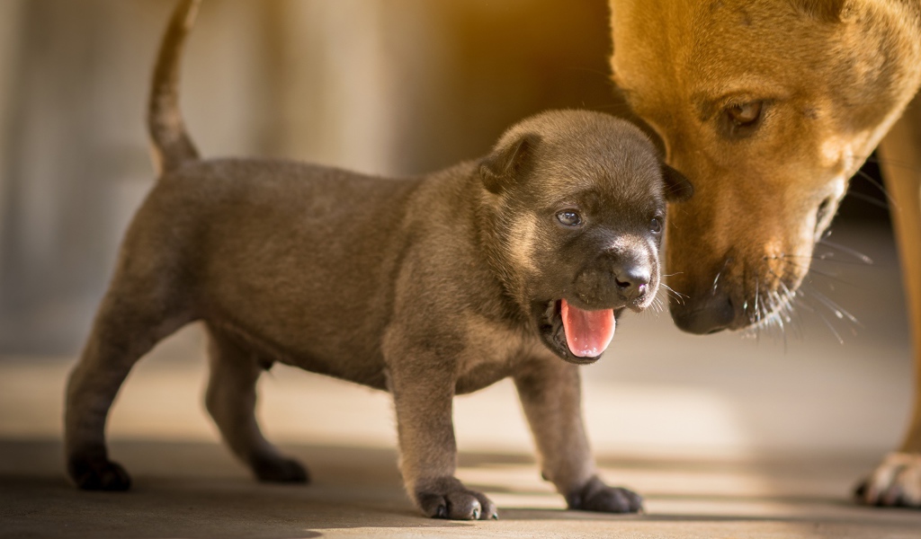 Маленький щенок с открытой пастью 