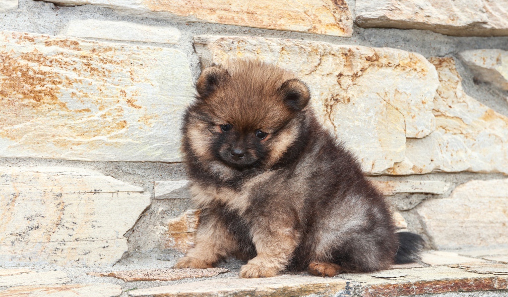 Маленький грустный щенок померанского шпица у стены 
