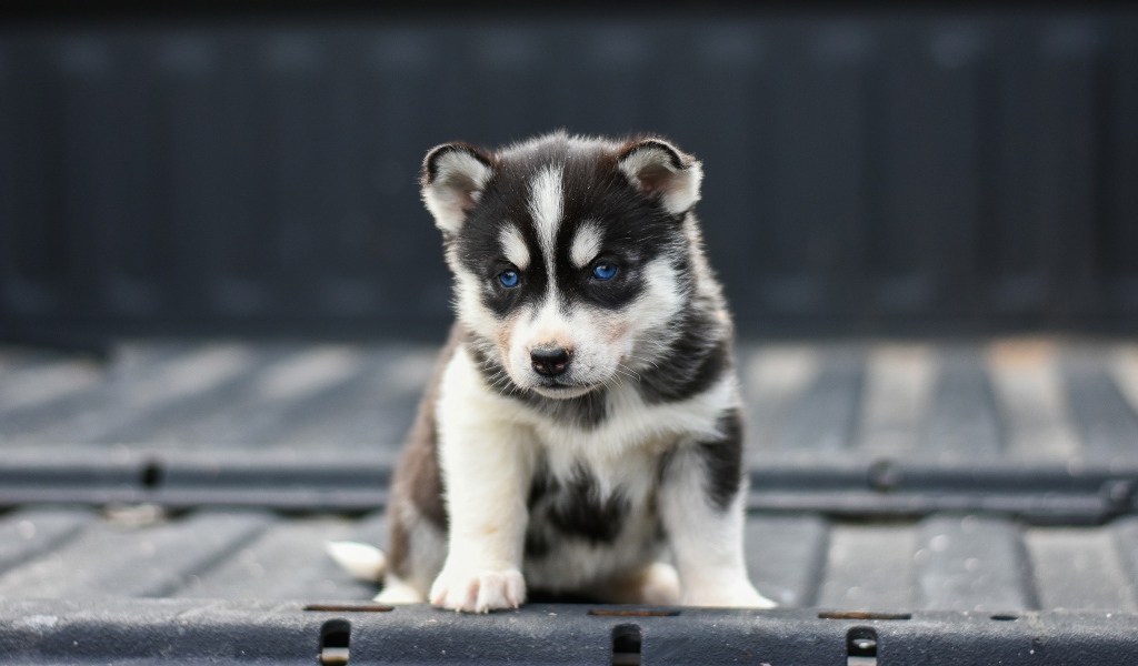 Маленький грустный голубоглазый щенок хаски 