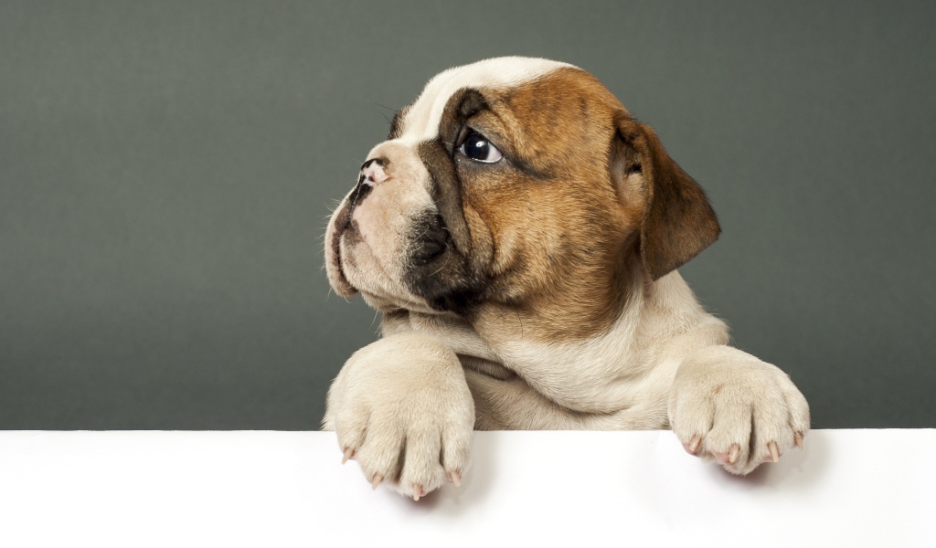 Маленький грустный щенок английского бульдога на сером фоне