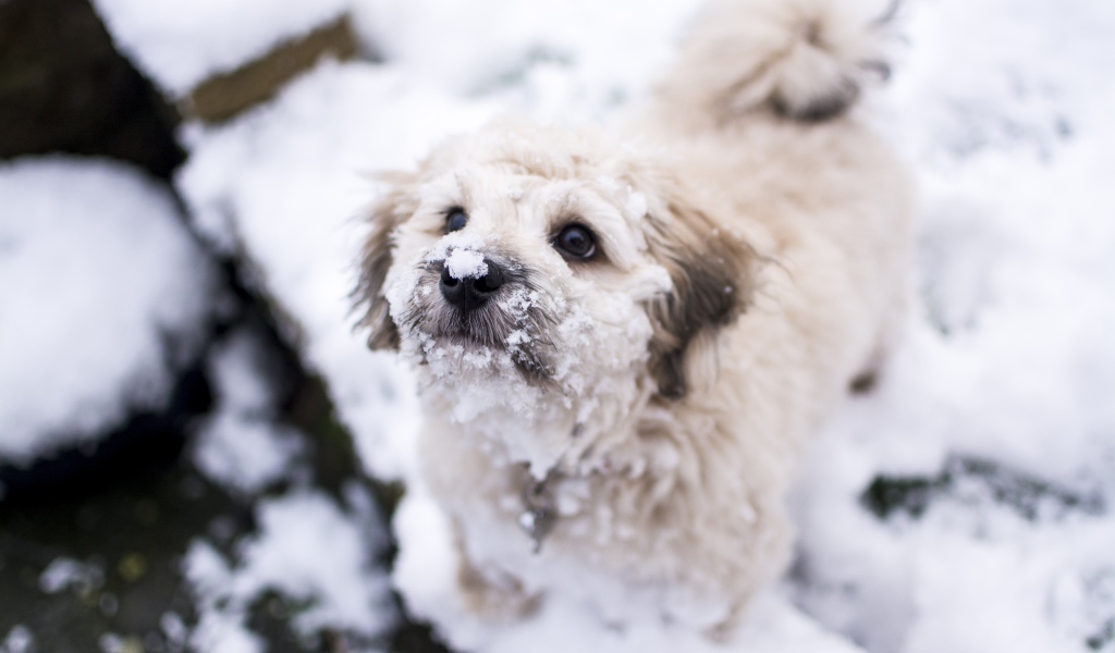 Маленький белый пес в снегу