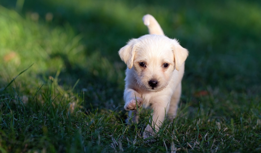 Маленький белый щенок идет по зеленой траве