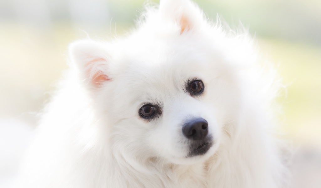Взгляд белой кареглазой пушистой собаки