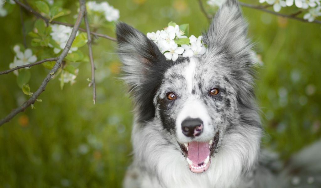 Веселая собака породы бордер колли с открытой пастью 