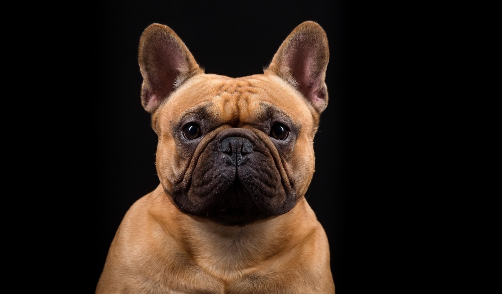 Морда Французского бульдога на черном фоне крупным планом