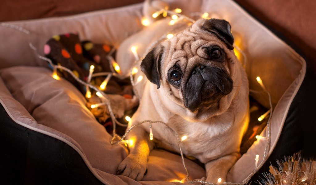 Мопс с гирляндой лежит на подушке 