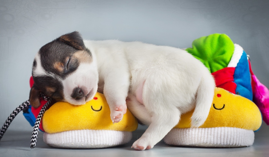 Щенок спит на детских пинетках 