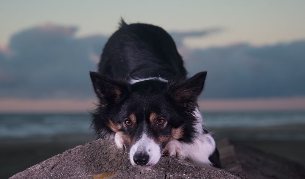 Породистая собака лежит на камне 