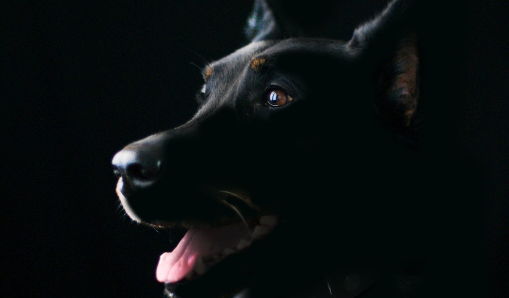 Породистая собака с высунутым языком на черном фоне