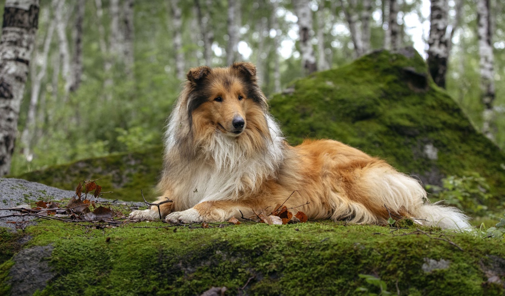 Rough Collie lying on moss-covered ground