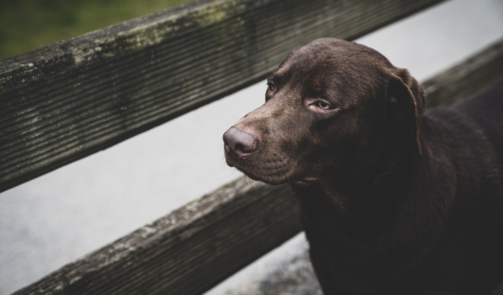 Грустный черный лабрадор у деревянного забора 
