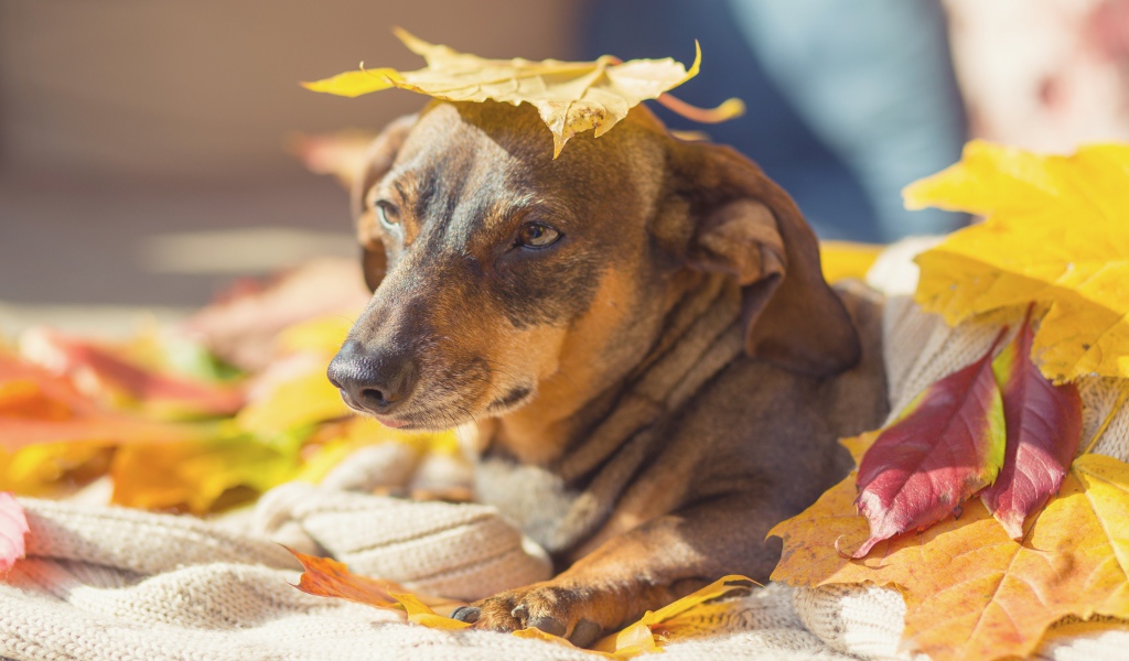 Грустная собака лежит на опавших листьях 