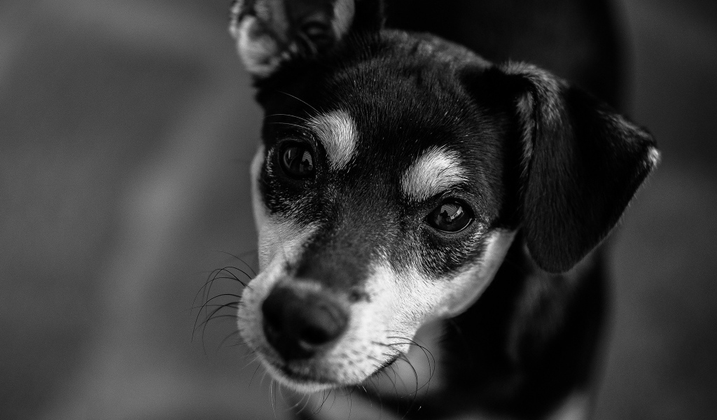 Грустный взгляд  пса черно-белое фото