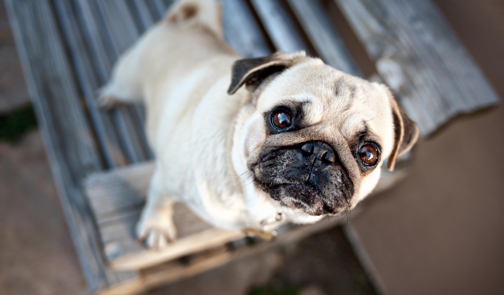 Грустный мопс смотрит на хозяина 